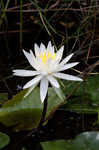 American waterlily